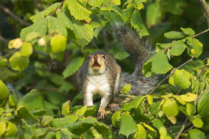 Grey squirrel (Sciurus carolinensis) adult animal in a Hazel tree in the autumn, England, United Kingdom, Europe