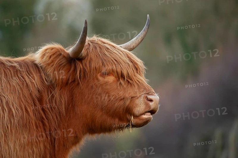 Highland cattle or cow (Bos taurus taurus) adult farm animal head portrait, England, United Kingdom, Europe