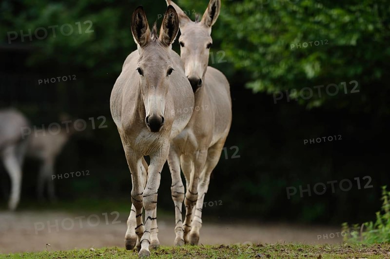 Two donkeys standing side by side on an earthy ground against a background of green trees, Somali wild ass (Equus asinus somaliensis), captive