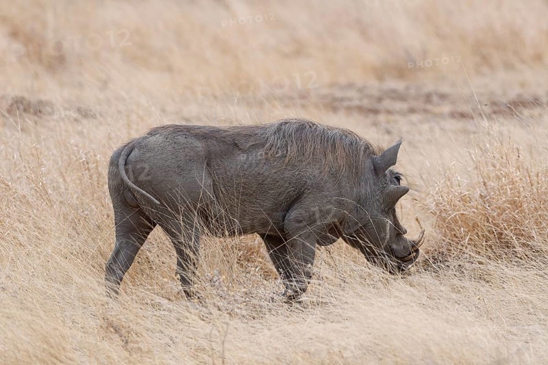 Southern warthog (Phacochoerus africanus sundevallii), adult male foraging in tall dry grass, savanna, Kruger National Park, South Africa, Africa