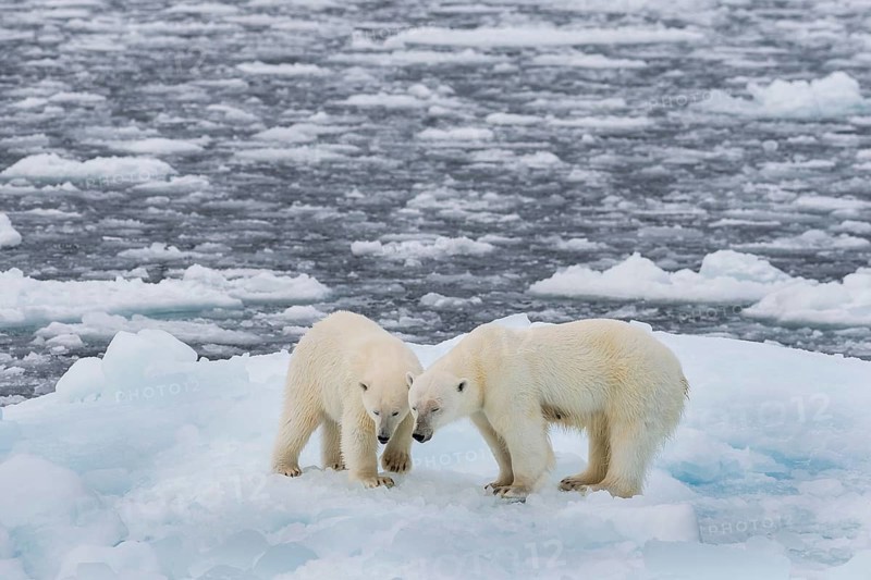 Polar bears (Ursus maritimus) on the pack ice at 82 degrees north on an ice floe, mother with cubs, Spitsbergen Island, Svalbard and Jan Mayen archipelago, Norway, Europe