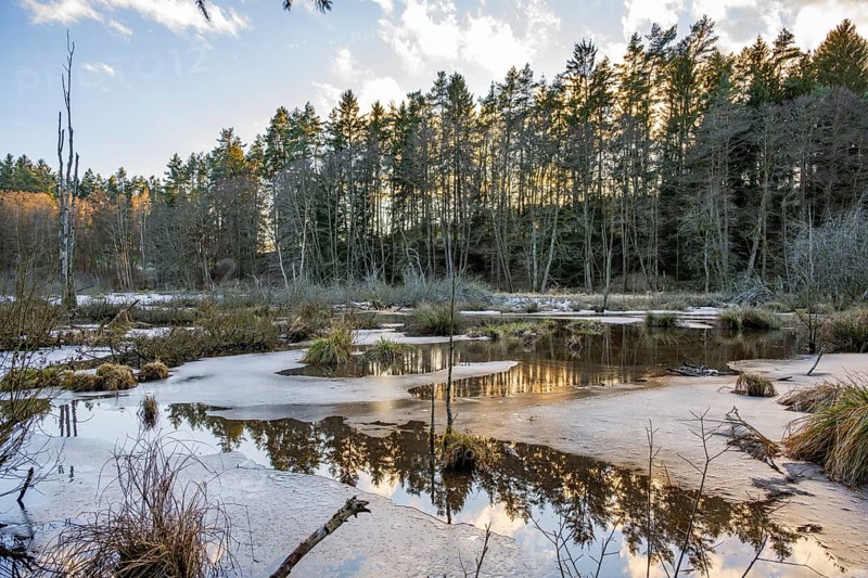 Winterladscape of a swamp with ice, Lengenbach, Deining, Upper Palatinate, Bavaria, Germany, Europe