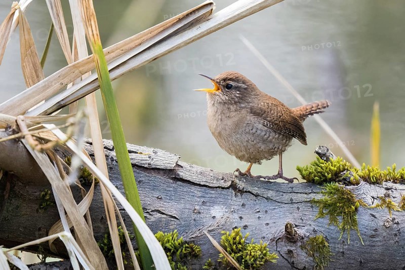 Singing wren (Troglodytes troglodytes) on a branch in a natural environment, Hesse, Germany, Europe