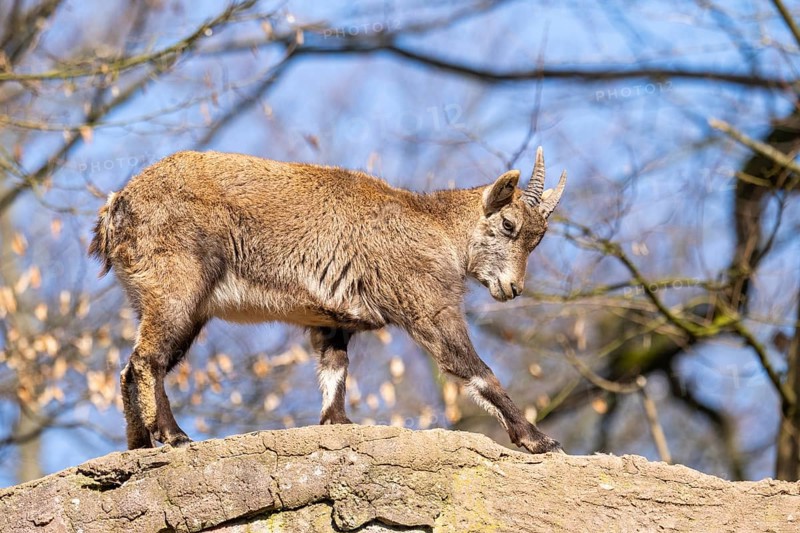 Alpine ibex (Capra ibex), in the mountains, Bavaria, Germany, Europe