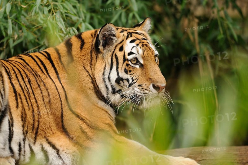 A tiger lies relaxed amidst bamboo and foliage, Siberian tiger (Panthera tigris altaica), captive, occurring in Russia, North Korea and China