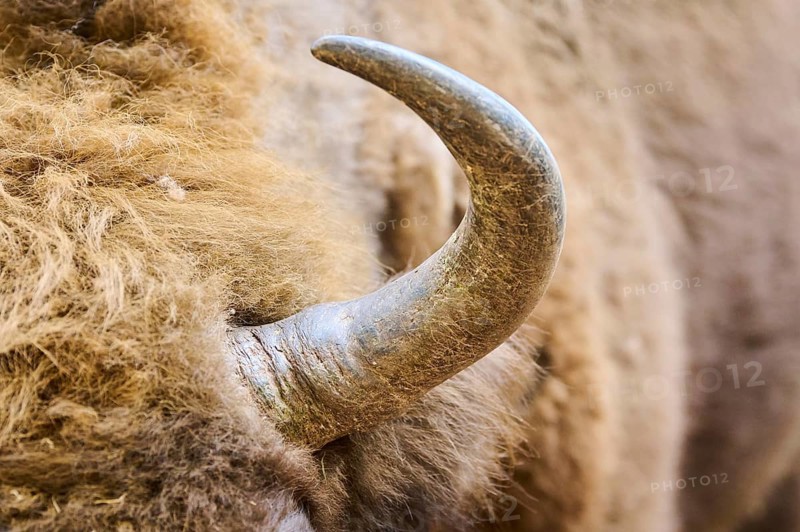 European bison (Bison bonasus), horn, detail, Bavarian Forest, Germany, Europe