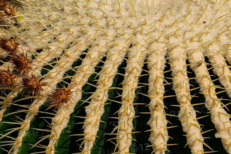 Golden globe cactus, Echinocactus grusonii alias Kroenleinia grusonii, also known colloquially as mother-in-law's chair, Pflanzenhaus Überlingen, Baden-Württemberg, Germany.