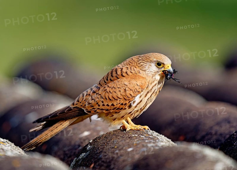 Female lesser kestrel (Falco naumanni) with captured cricket, ERxtremadura Spain