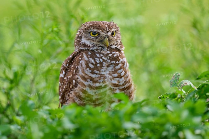 Burrowing owl (Speotyto cunicularia), sitting in a meadow, Pembroke Pines, Florida, USA, North America