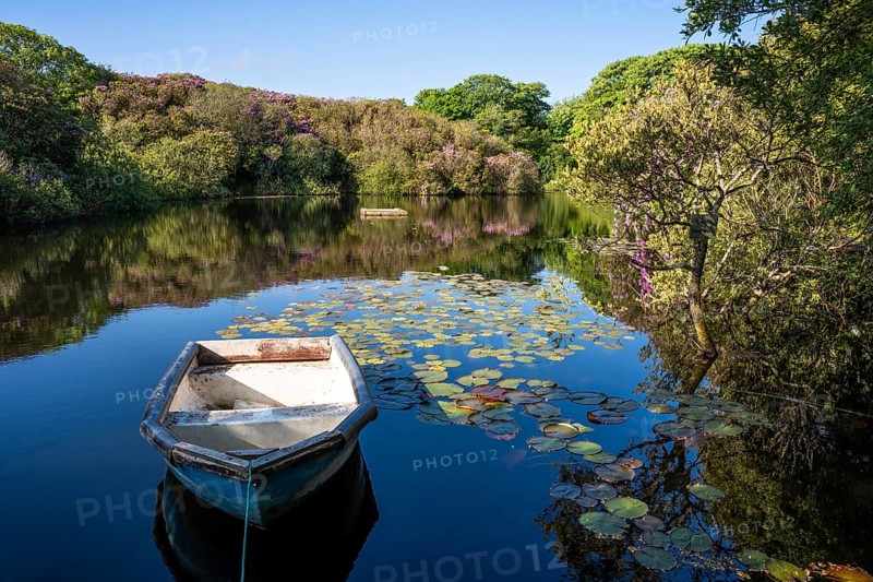 A small lake with an old boat and water lilies. Flowering rhododendrons (Rhododendron) grow on the shore. Penzance, Cornwall, England, Great Britain
