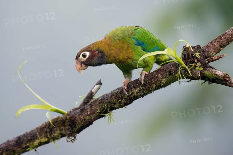 Grey-cheeked parrot (Pyrilia haematotis), Costa Rica, Central America