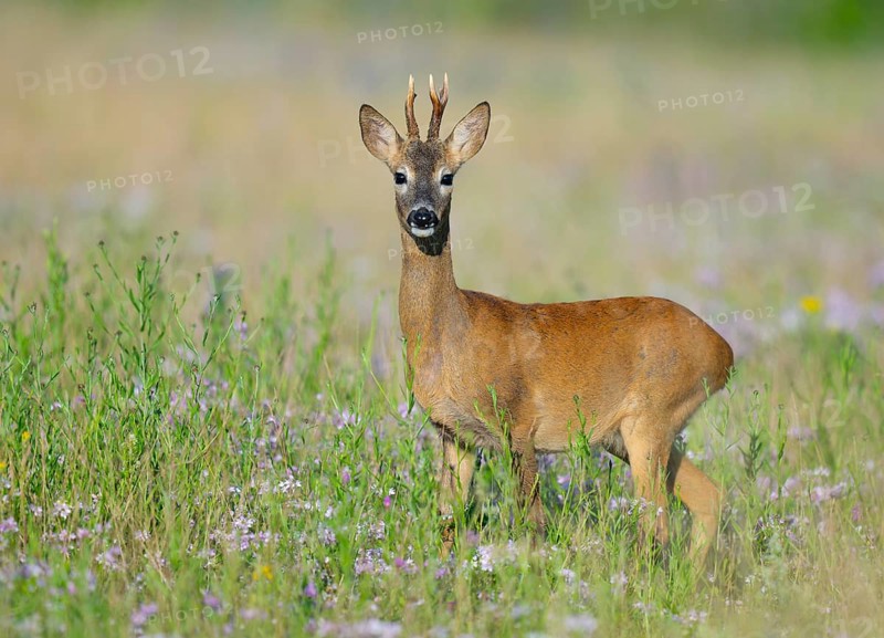 Roe deer (Capreolus capreolus), roebuck standing in a colourful spring meadow with clover (Trifolium), wildlife, Thuringia, Germany, Europe