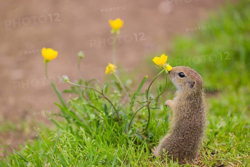 A young European ground squirrel (Spermophilus citellus) or European souslik sits in green gras next to a flowering Ranunculus