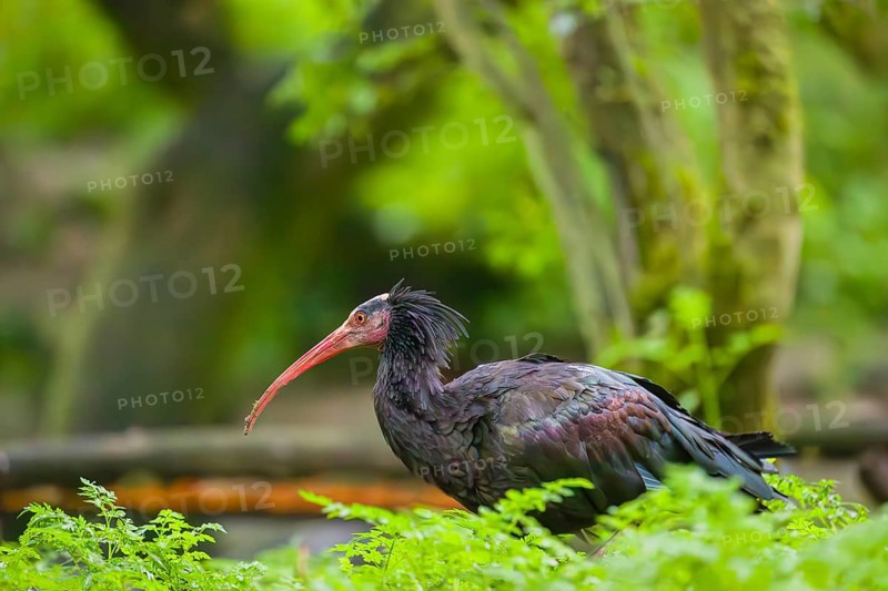 A Northern Bald Ibis, Hermit Ibis, Geronticus eremita, stands in green vegetation, looking for food