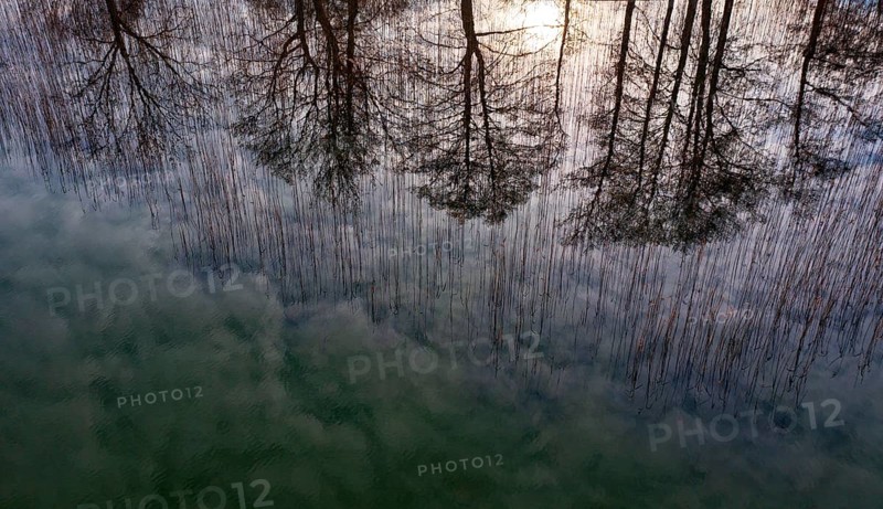 Drone shot, bare trees are reflected in the water at the reed belt, Mondsee, Salzkammergut, Upper Austria, Austria, Europe