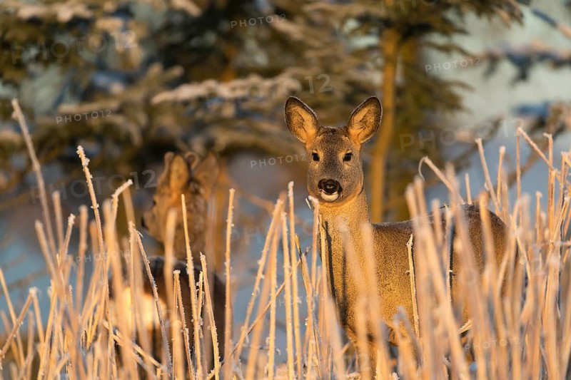 Roe deer standing in hoar frosted dead stinging nettle at minus 15 °C at sunrise. Licking off the hoar frost. Trees and dead stinging nettle in background