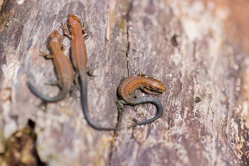 Baby viviparous lizards, or common lizard, (Zootoca vivipara, formerly Lacerta vivipara) sit on rotting wood, heating up