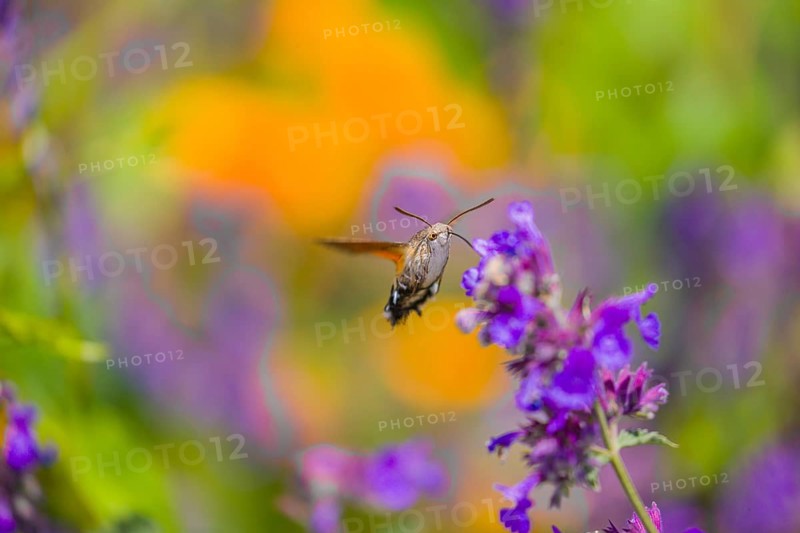 A hummingbird hawk-moth (Macroglossum stellatarum) hovering to drink from a blossom