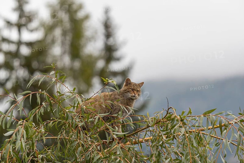 One European wildcat, Felis silvestris silvestris, sitting in a green weeping willow tree. Green leaves all around. Mountains and grey sky in the background
