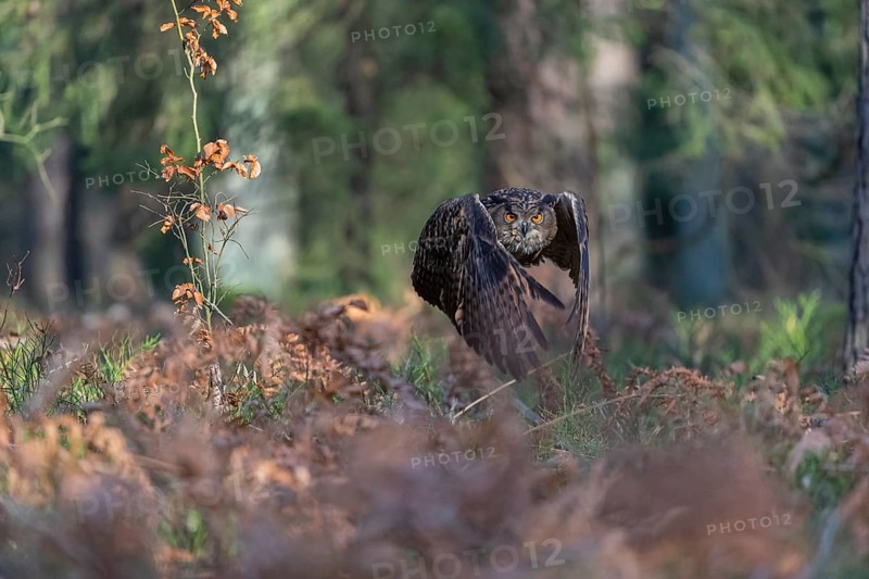 One Eurasian Eagle Owl, Bubo bubo, flying thru a forest with ferns on the ground