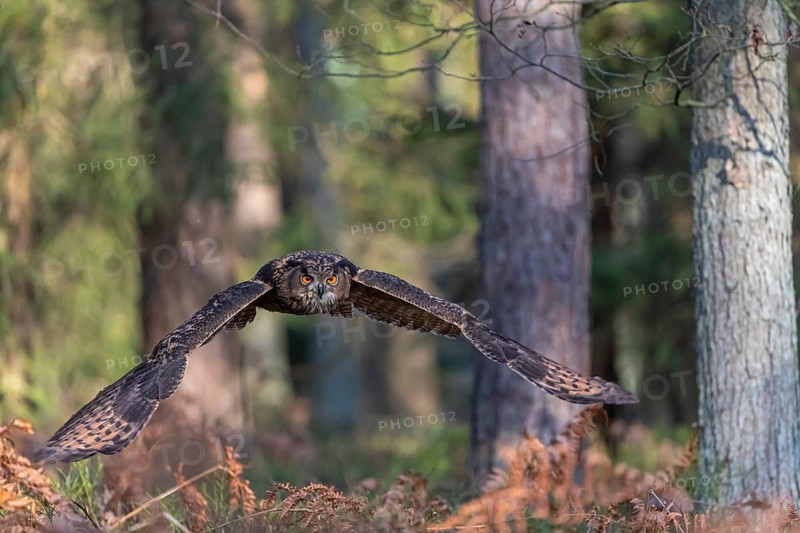 One Eurasian Eagle Owl, Bubo bubo, flying thru a forest with ferns on the ground