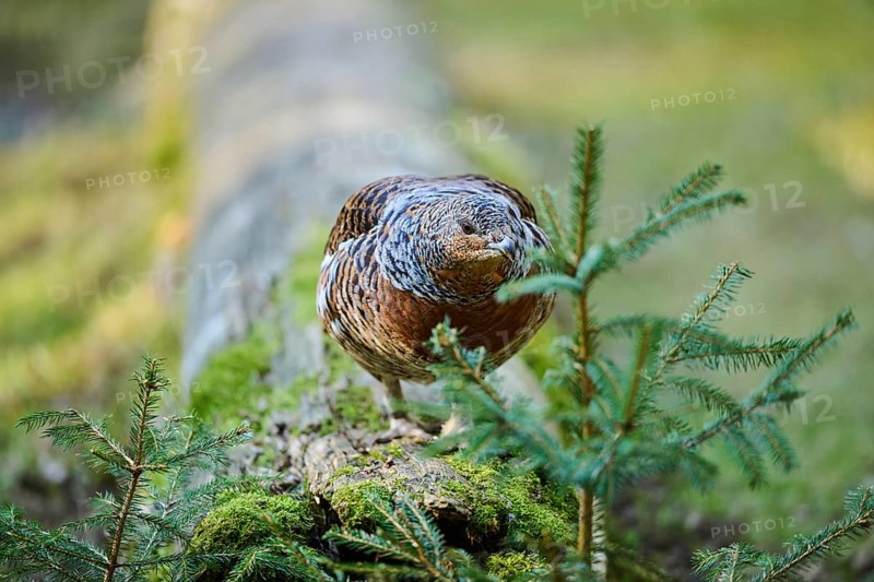 Western capercaillie (Tetrao urogallus) female (hen) standing on the ground at the edge of a foest, Bavaria, Germany, Europe
