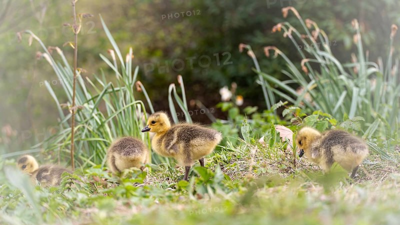 Canada goose chicks (Branta canadensis) four running through grass and reeds, in the background blurred trees or bushes, Rombergpark, Dortmund, North Rhine-Westphalia, Germany, Europe