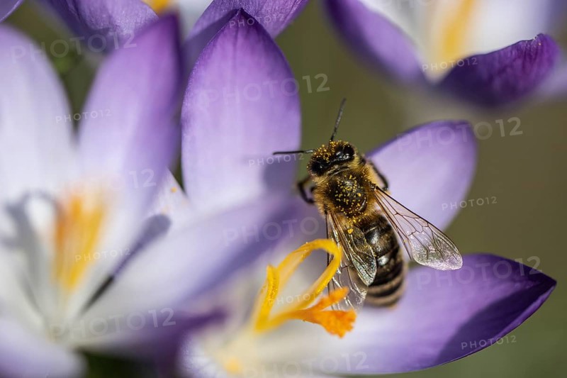 Elfin crocus (Crocus tommasinianus) with honey bee (Apis mellifera), Emsland, Lower Saxony, Germany, Europe
