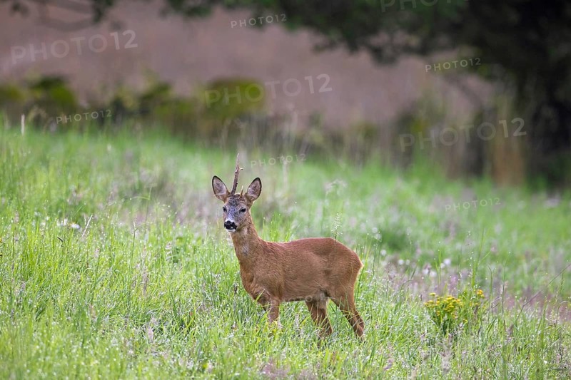 European roe deer (Capreolus capreolus) buck, male with deformed antlers showing distorted spike in meadow, field in summer