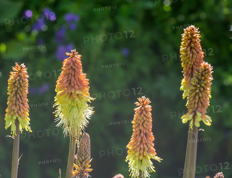 Torch lily or Asphodelaceae (Kniphophia caulescens), Botanical Garden Jardin du Lautaret, Villar-d'Arêne, Département Hautes-Alpes, France, Europe