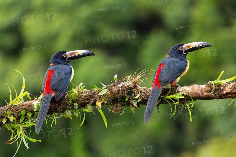 Collared Aracari (Pteroglossus torquatus), Toucans (Ramphastidae), Laguna del Lagarto Lodge, Alajuela, Costa Rica, Central America