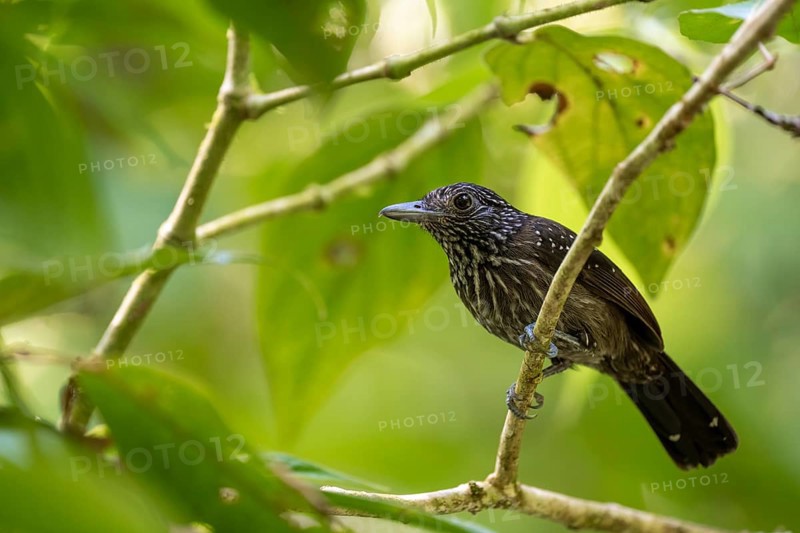 Hooded Ant Shrike (Thamnophilus bridgesi) sitting on a branch, Corcovado National Park, Osa, Puntarena Province, Costa Rica, Central America
