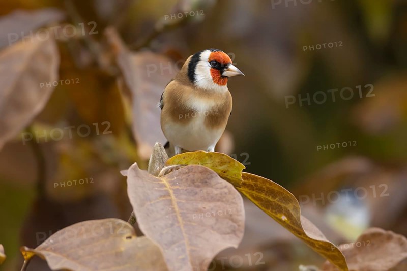 European goldfinch (Carduelis carduelis) adult bird on a garden Magnolia tree with autumn colour leaves, England, United Kingdom, Europe
