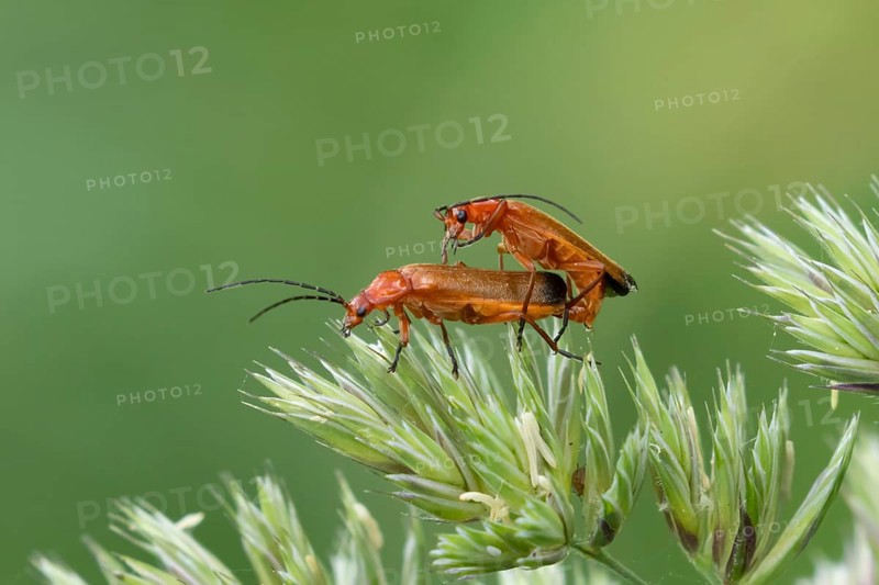 Common red soldier beetle (Rhagonycha fulva) two adult insects mating on a grass flower in summer, England, United Kingdom, Europe