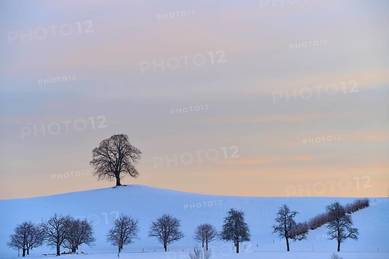 Winter landscape with snow-covered hills and trees under a pastel-coloured sunset, Menzingen, Zug, Canton Zug, Switzerland, Europe