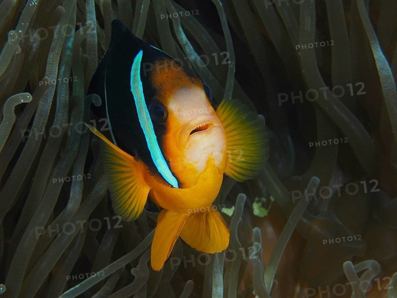 Close-up of a clownfish, Clark's anemonefish (Amphiprion clarkii), in a sea anemone, dive site Toyapakeh, Nusa Ceningan, Nusa Penida, Bali, Indonesia, Asia
