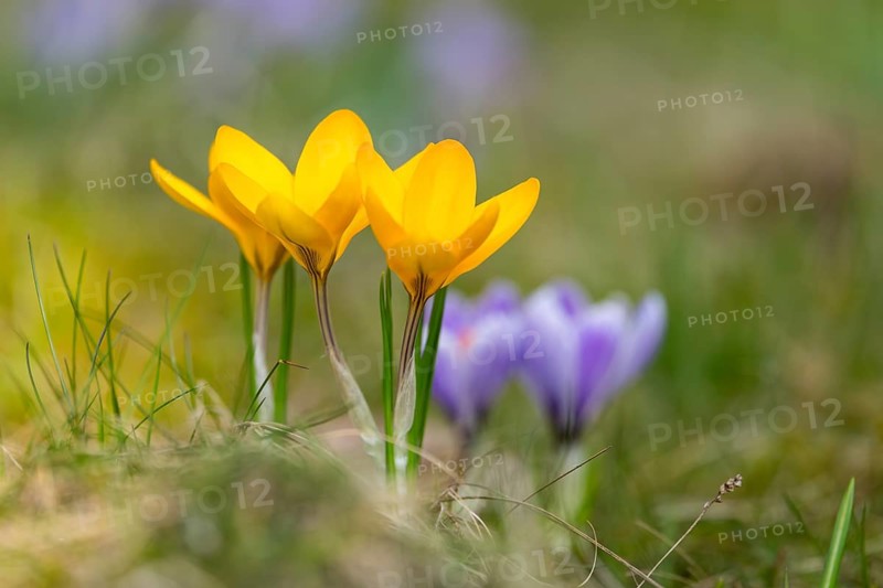 Flowering crocuses (Crocus) in the garden in springtime on a sunny day, Bavaria, Germany, Europe