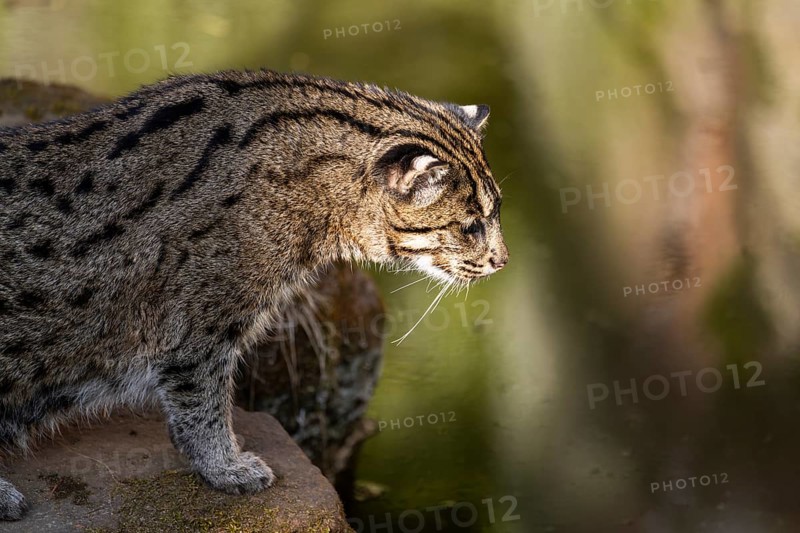 Fishing cat (Prionailurus viverrinus) at the shore of a lake on a sunny day, captive, Germany, Europe