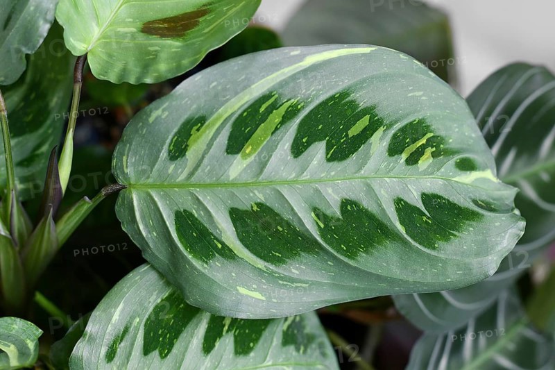 Oval leaf of exotic 'Maranta Leuconeura Kerchoveana Variagata' houseplant with white spots