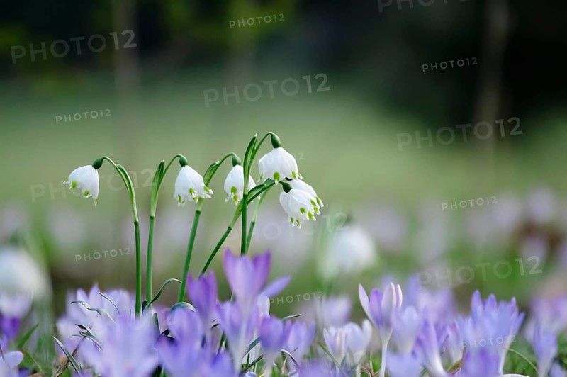 Beautiful spring snowflake (Leucojum vernum), early March, Germany, Europe