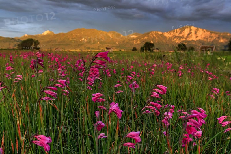 Flower meadow, marsh gladiolus (Gladiolus palustris), evening light, cloudy mood, summer, Loisach-Lake Kochel moor, Kochler mountains, Alpine foothills, Bavaria, Germany, Europe