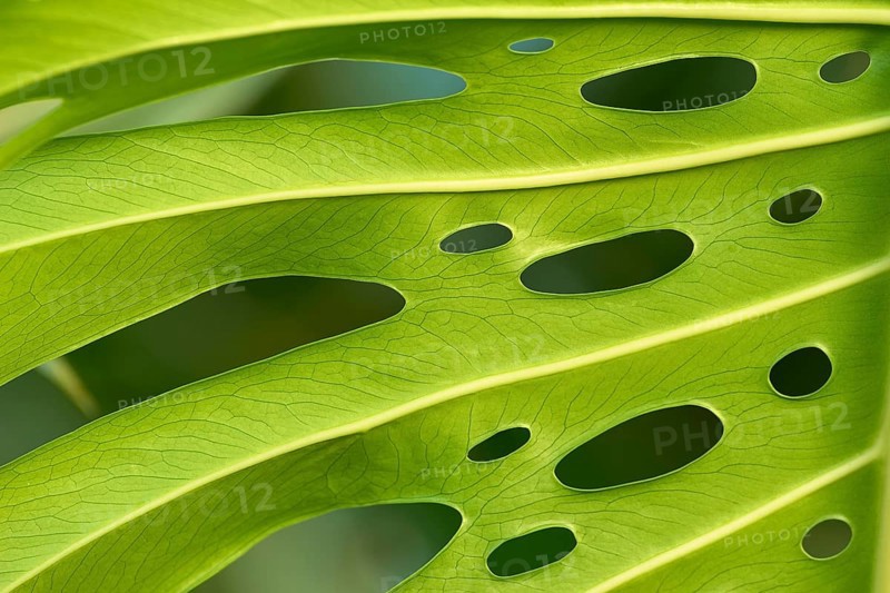 Close-up of a green Monstera leaf with irregular holes through which the light falls