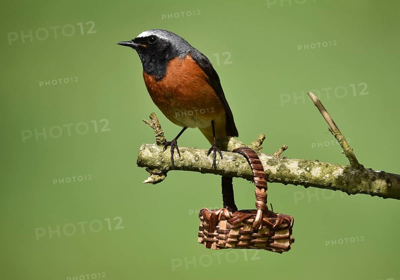 Redstart, (Phoenicurus phoenicurus) sitting on a branch