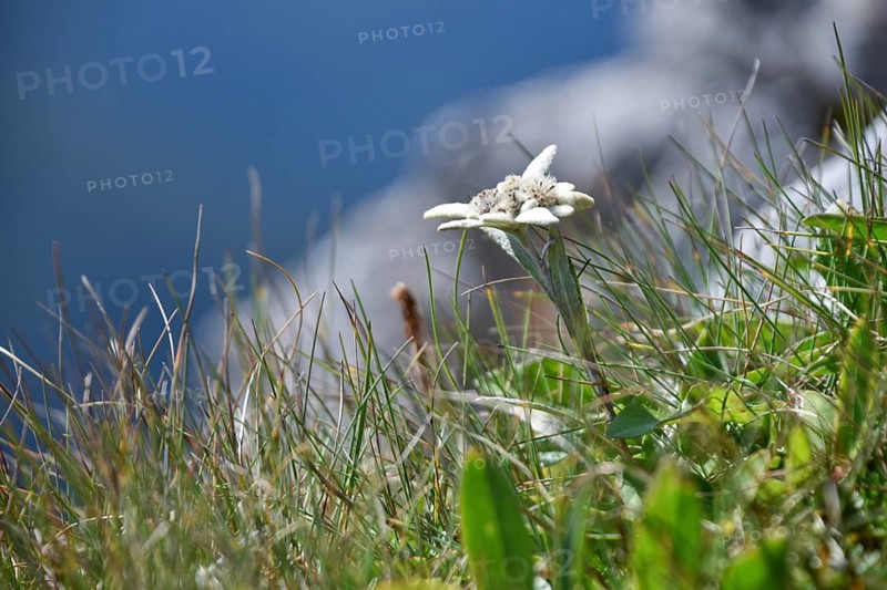 Wild Alpine edelweiss (Leontopodium nivale), seen in the Berchtesgaden National Park, Bavaria, Germany, Europe
