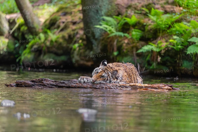 One young female Siberian Tiger, Panthera tigris altaica, playing with a log in the cool fresh water of a creek deep in a forest