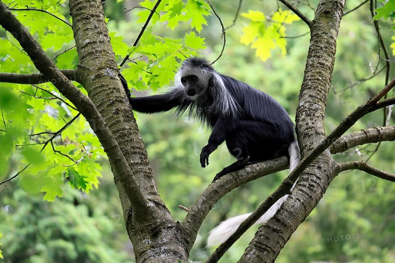 White-bearded snub-nosed monkey (Colobus polykomos), adult, sitting, on tree, foraging, alert
