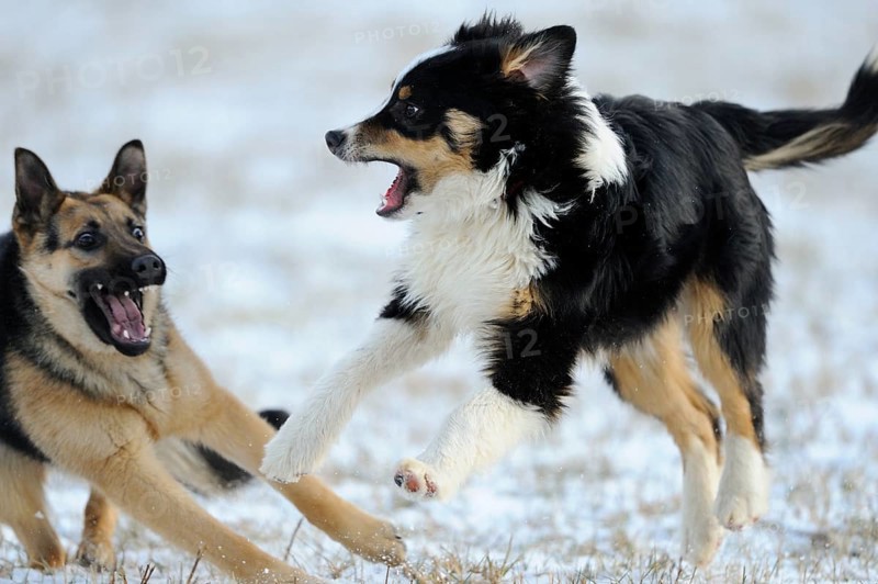 Two dogs playing lively in the snow on a wintry field, Australian Shepherd, German Shepherd