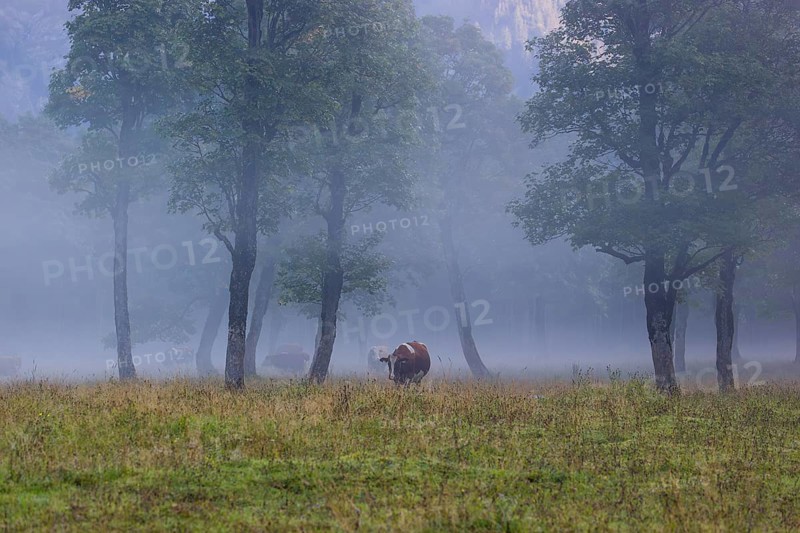 A Holstein Friesian cow stands grazing on a meadow with trees on a foggy day. Eng Valley, Austria, Europe