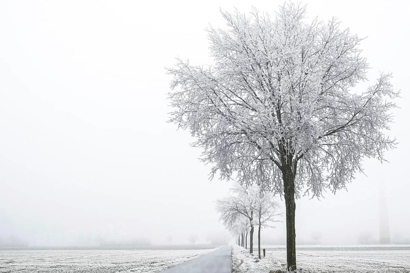 Trees with hoarfrost line a lonely road disappearing into a foggy winter day, Schöppinger Berg elevation, Schöppingen, Münsterland, North Rhine-Westphalia, Germany, Europe