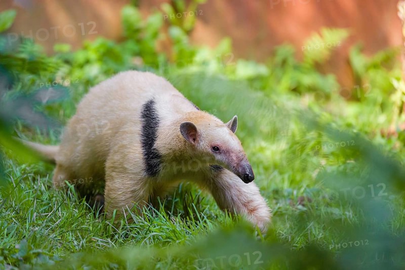 One southern tamandua (Tamandua tetradactyla), walks through dense undergrowth of a forest